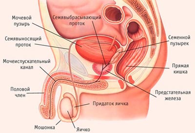 Аденома предстательной железы причины симптомы и лечение thumbnail
